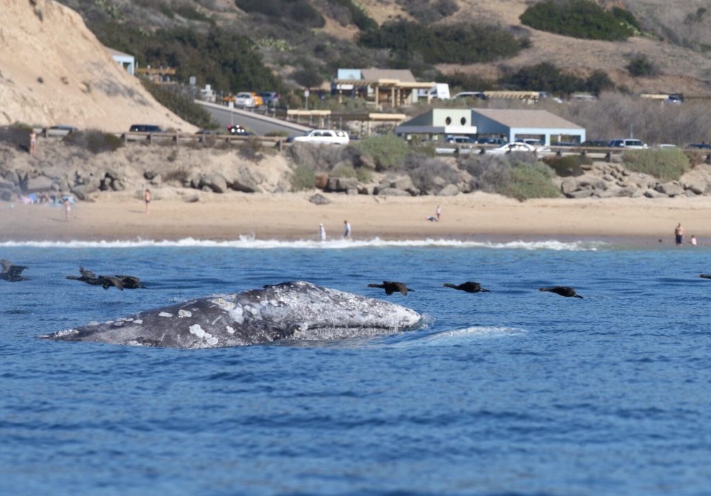 gray whale