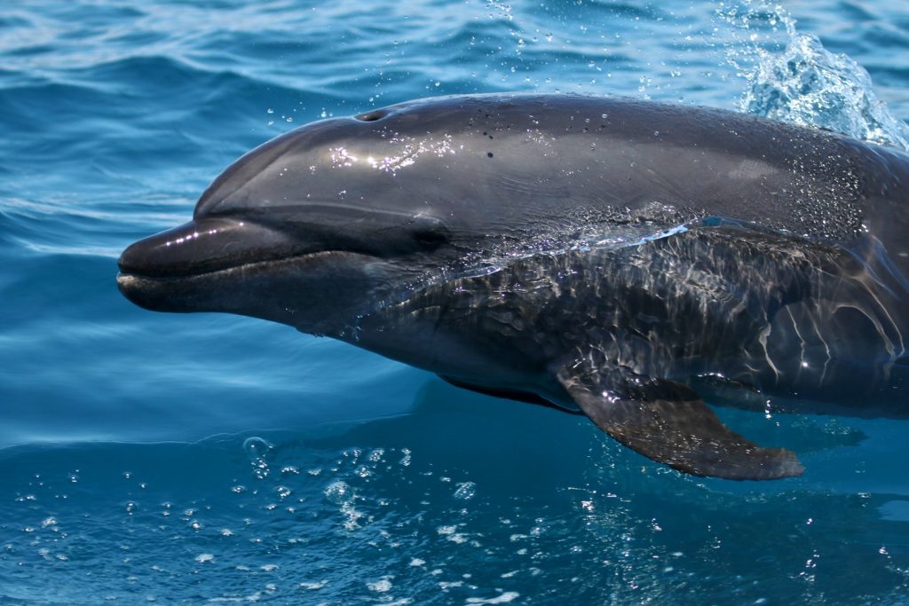 Bottlenose Dolphin
