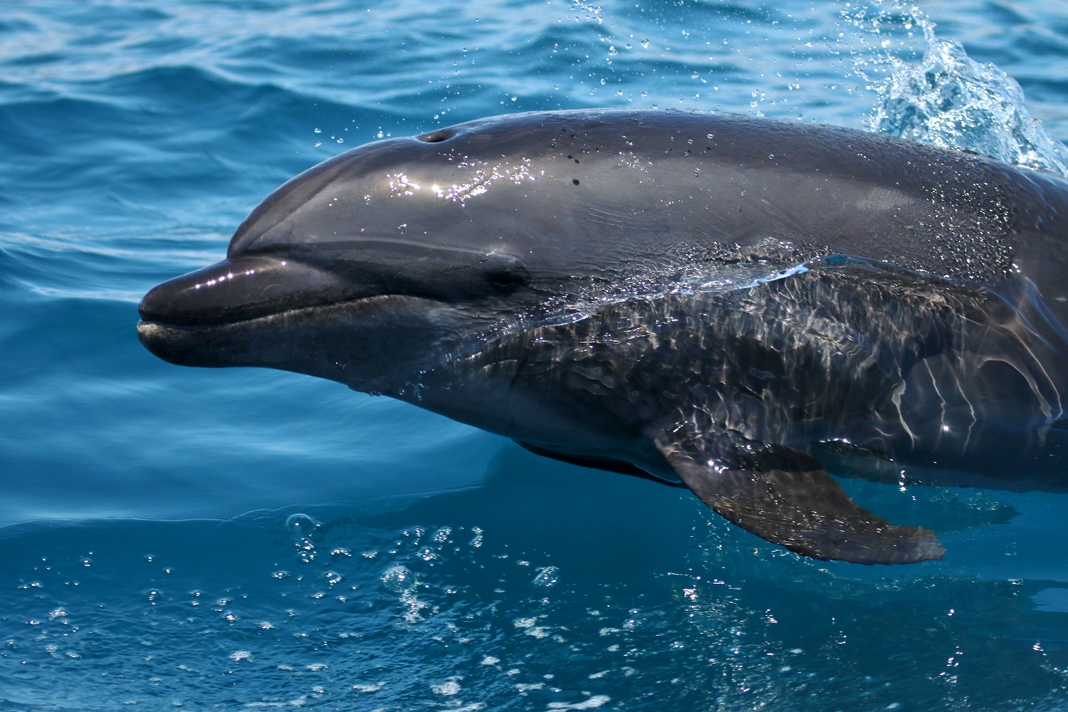 Bottlenose Dolphin
