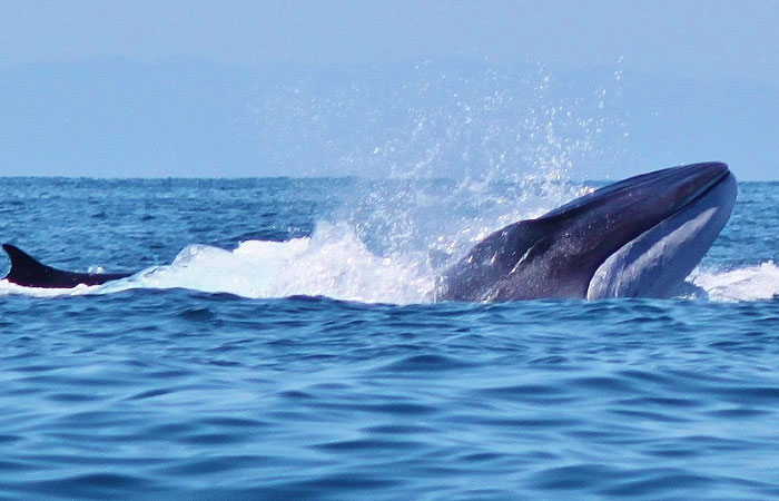 home_developer2_contentslider_1