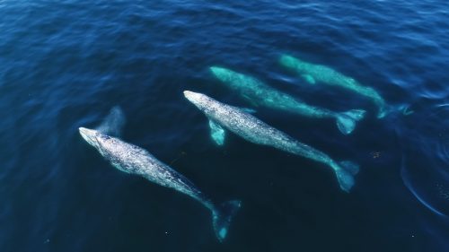 gray whales