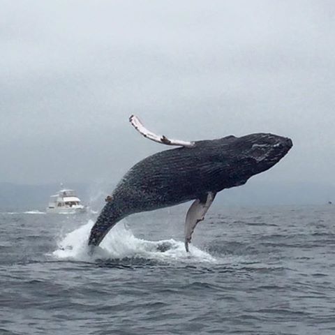 newport-beach-whale-watching
